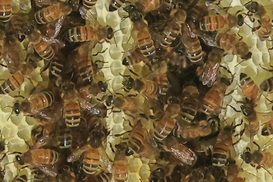 A closeup of a new hive at a home in Narrowsburg.